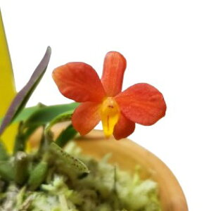 【花なし株】 カトレア ピグメア C.(S.)pygmaea 原種 2号鉢 5cm 開花サイズ(BS)