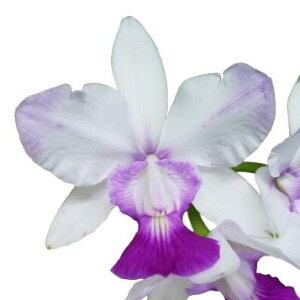 yԂȂz JgA PAi ALj[ eMtf C.walkeriana var. aquinii eGifuf OGIWi  F 3 10cm JԃTCY(BS)