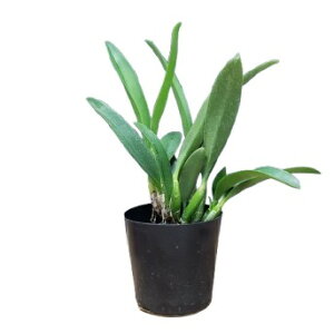 yԂȂz JgA vX^X C.(L.)praestans  3 20cm JԃTCY(BS)