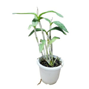 yԂȂz JgA VtBGfBAi C.schofieldiana (eAldebaranfx self)  5 30cm JԃTCY(BS)