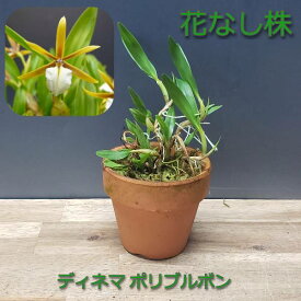 【花なし株】 ディネマ ポリブルボン Dinema polybulbon 原種 2.5号鉢 15cm 開花サイズ(BS)