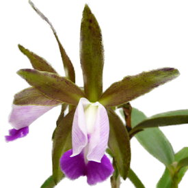 楽天市場 カトレア 花の通販