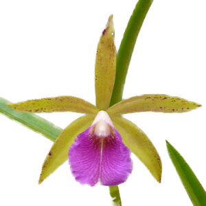 yԂȂz u\JgA g}_q eZ_f Bc.tramandahy eSendayaf  3 30cm JԃTCY(BS)2264-27082