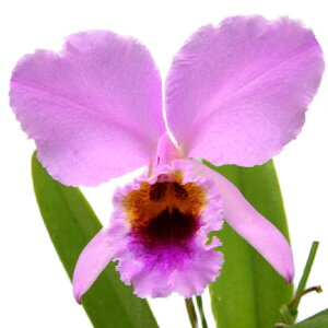 yԂȂz JgA p[VoAi eAo[cf C.percivaliana eAlbertsf SM/JOGA  3.5 35cm JԃTCY(BS)1258-6353