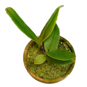 【花なし株】 カトレア ドーウィアナ オーレア C.dowiana var. aurea (`Largo'בMinerva‘) 原種 3号鉢 20cm 2作開花サイズ(2BS)