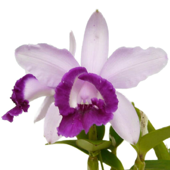 楽天市場 花なし株 カトレア インターメディア オルラータ C Intermedia Var Orlata 原種 3号鉢 25cm 開花ｻｲｽﾞ Bs 渥美洋らんセンタースズキラン園