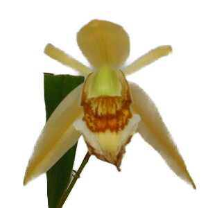 yԂȂz ZWl [ZAi Coel.lawrenceana  3 25cm JԃTCY(BS)