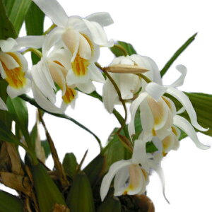 yԂȂz ZWl RX NX^ Coel.Cosmo-Crista (=Shinjuku No.8) z F 3 20cm JԃTCY(BS)1484