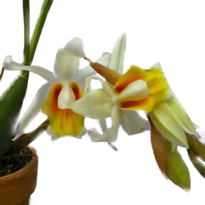 yԂȂz ZWl A tNo Coel.Memoria Fukuba z F 3 25cm JԃTCY(BS)