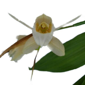 yԂȂz ZWl [ Coel.merrillii  3 25cm JԃTCY(BS)