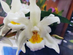 yԂȂz ZWl C^[fBA e}OjtBJf Coel.Intermedia eMagnificumf z F 3 20cm JԃTCY(BS)