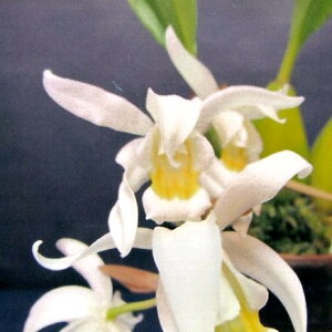 yԂȂz ZWl bVAi e|[ghf Coel.mossiana ePortlandf  F 3 20cm JԃTCY(BS)