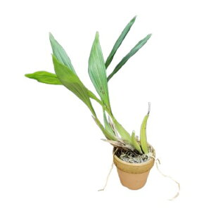 yԂȂz ZWl [ Ao Coel.merrillii f. alba  3 25cm JԃTCY(BS)