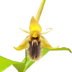 yԂȂz ZWl IoX erbOf Coel.ovalis eBigf  F 3 25cm JԃTCY(BS)