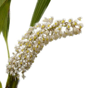 yԂȂz ZWl }`t[ eX_f Coel.multiflora eSuwadaf CBR/JOGA  F 3 30cm JԃTCY(BS)