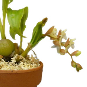 yԂȂz tHh[^ VlVX Pholidota chinensis  3 20cm JԃTCY(BS)