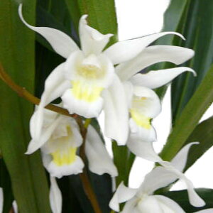 yԂȂz ZWl C^[fBA Coel.Intermedia z 4 30cm JԃTCY(BS)