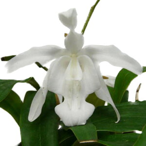 yԂȂz ZWl NX^[^ zEJ Coel.cristata holoreuca  F 3 30cm JԃTCY(BS)