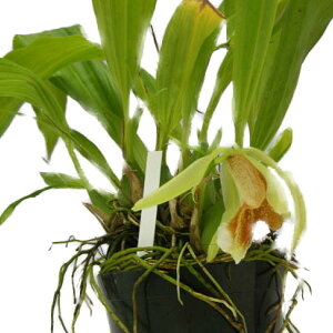 �y�ԂȂ����z �Z���W�l �X�y�V�I�T �O���[�� Coel.speciosa (Green) ���� 3���� 25cm �J�ԃT�C�Y(BS)