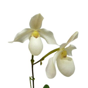 yԂȂz ptBIyfB fp[ Paph.Depale z 3 30cm JԃTCY(BS)