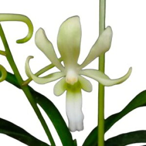 yԂȂz o_ O[Cg V.Green Light z F 2 25cm JԃTCY(BS)