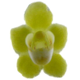 【花なし株】 キロスキスタ パリシー Chsch.parishii (着生の木の素材はかわります) 原種 2.5号鉢 10cm 開花サイズ(BS)3113-79824