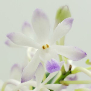 yԂȂz o_RXeBX [XlA[ u[ Van.(Neost.)Lou Sneary (Blue) z F 2.5 25cm JԃTCY(BS)