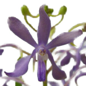 yԂȂz o_RXeBX u[X^[ Van.(Yzwr.)Blue Star z F 3 25cm JԃTCY(BS)