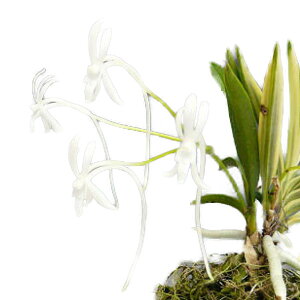 yԂȂz lItBl`A t@J[^ eSWEtNf Neof.falcata e镢ցf  F 3 25cm JԃTCY(BS)