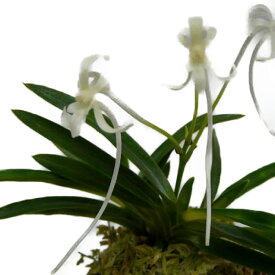 【花なし株】 ネオフィネチア ファルカータ ‘アマノガワ’ Neof.falcata ‘天の川’ 原種 芳香あり 2.5号鉢 20cm 開花サイズ(BS)