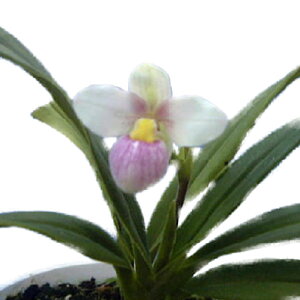 yԂȂz tO~yfBE V~[ Phrag.schlimii  3 25cm JԃTCY(BS)