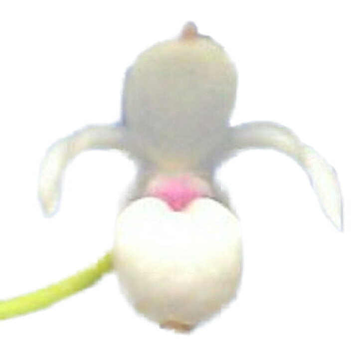 楽天市場】【花なし株】 メキシペディウム ゼロフィチカム Mexipedium 