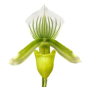 yԂȂz ptBIyfB C[CO[R[ Paph.Yi-Ying Green Coral z 3 20cm JԃTCY(BS)