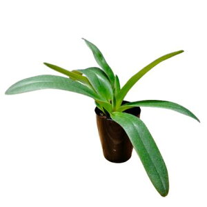 yԂȂz ptBIyfB ~[Yh[^[ Paph.Miller's Daughter z 3 20cm JԃTCY(BS)