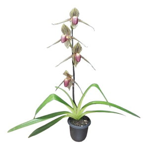 �y�ԂȂ����z �p�t�B�I�y�f�B���� ���X�`���C���f�B�A�i�� Paph.rothschildianum �����i (Giant Wings'GSM/JOGA x Black Star''FCC/TON) ���� 5���� 30cm �J�ԃT�C�Y(BS)