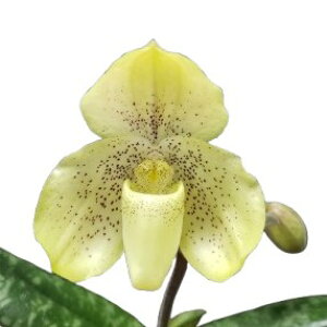 �y�ԂȂ����z �p�t�B�I�y�f�B���� �R���J���[ Paph.concolor (�fSuigen�fx'Suigen Nobu') ���� 3���� 20cm �J�ԃT�C�Y(BS)