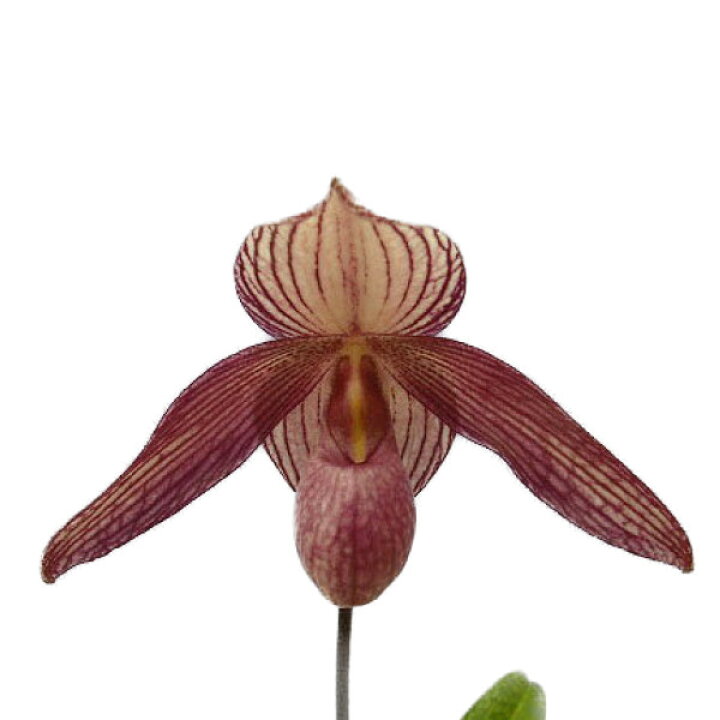 3300円 完売 花なし株 パフィオペディラム デレナティー Paph Delenatii 1花茎3輪付き 多輪性 原種 芳香あり 3号鉢 25cm 開花サイズ Bs