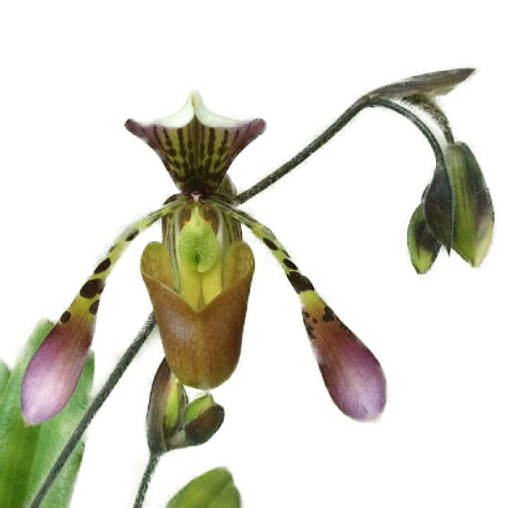 3300円 完売 花なし株 パフィオペディラム デレナティー Paph Delenatii 1花茎3輪