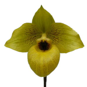 yԕtz ptBIyfB mg nZK Paph.Norito Hasegawa z 3 30cm JԃTCY(BS)