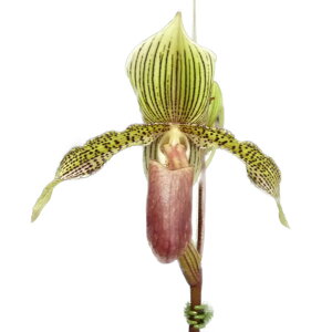 yԂȂz ptBIyfB _uA[[ e[h_[r[f Paph.W.R.Lee eLord Derbyf AM/AOS z 3 40cm JԃTCY(BS)