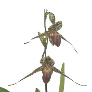 yԂȂz ptBIyfB X`CfBAi Paph.rothschildianum  5 30cm JԃTCY(BS)