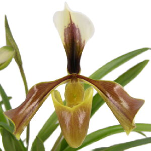 yԂȂz ptBIyfB r[T Paph.villosum  3 35cm JԃTCY(BS)