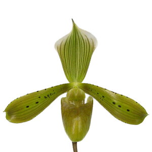 yԂȂz ptBIyfB gT Paph.tonsum  3 25cm JԃTCY(BS)