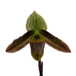 yԂȂz ptBIyfB [fB Paph.wardii  3 20cm JԃTCY(BS)