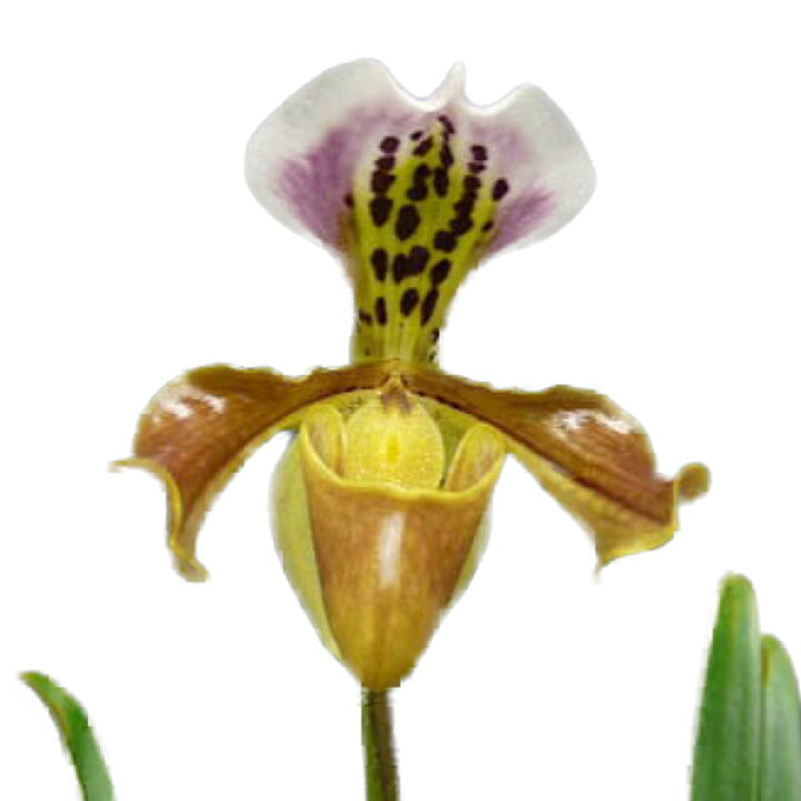 3300円 完売 花なし株 パフィオペディラム デレナティー Paph Delenatii 1花茎3輪