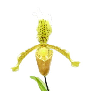 yԂȂz ptBIyfB CVOl VweZ Paph.insigne var. sylhetense  3 25cm JԃTCY(BS)