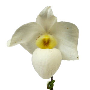 yԂȂz ptBIyfB AjzCg Paph.Armeni White z 3 20cm JԃTCY(BS)