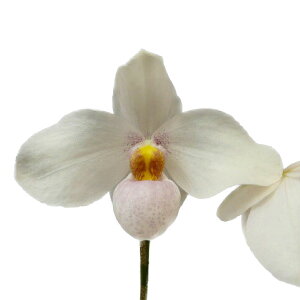 yԂȂz ptBIyfB WCXnZK Paph.Joyce Hasegawa z 3 20cm JԃTCY(BS)