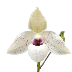 yԂȂz ptBIyfB CN[|EBbc Paph.Lynleigh Koopowitz z F 3 10cm JԃTCY(BS)