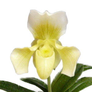 yԂȂz ptBIyfB cCP_ eRC\f Paph.Tsuya Ikeda eKoisof z 3 25cm JԃTCY(BS)